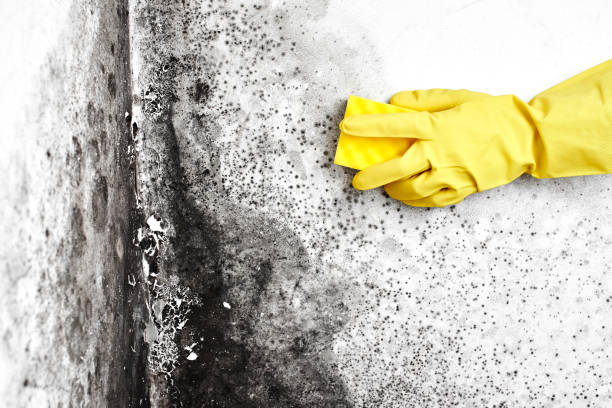 Mold Odor Removal Services in Midland, WA