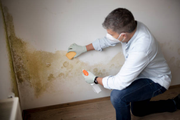 Best Black Mold Removal  in Midland, WA