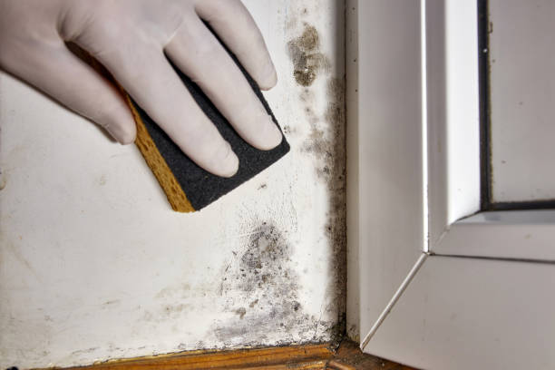 Best Asbestos and Lead Testing During Mold Inspection  in Midland, WA