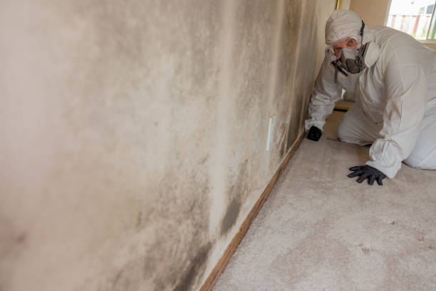 Best Water Damage & Mold Remediation  in Midland, WA